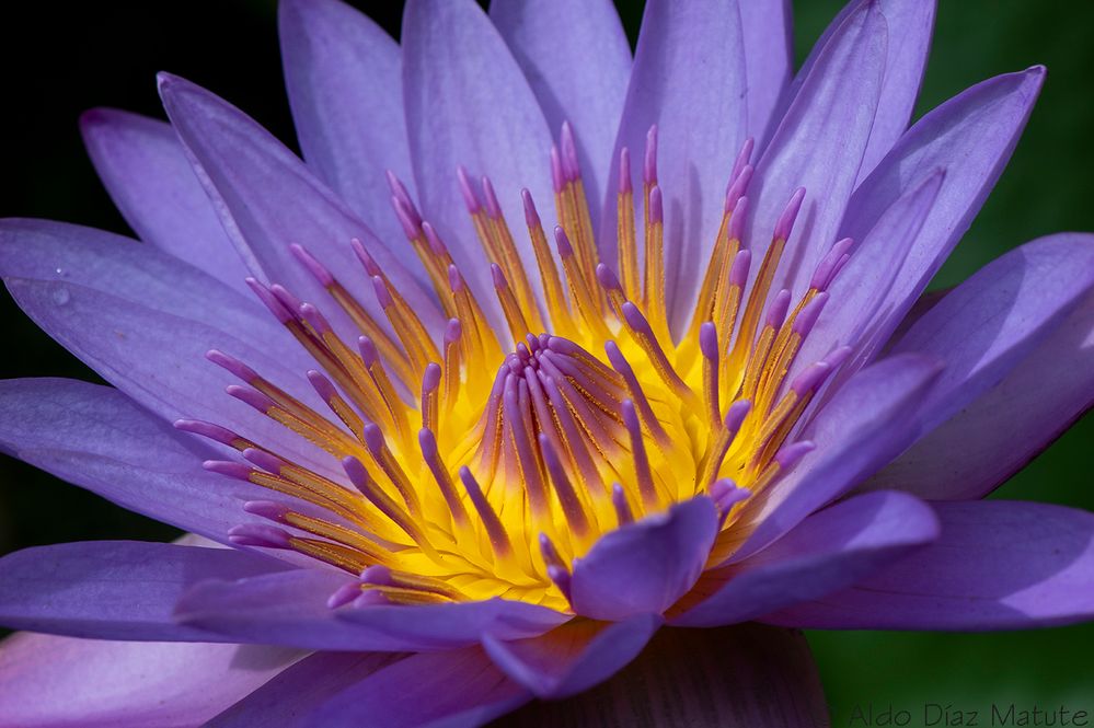 Nymphaea caerulea