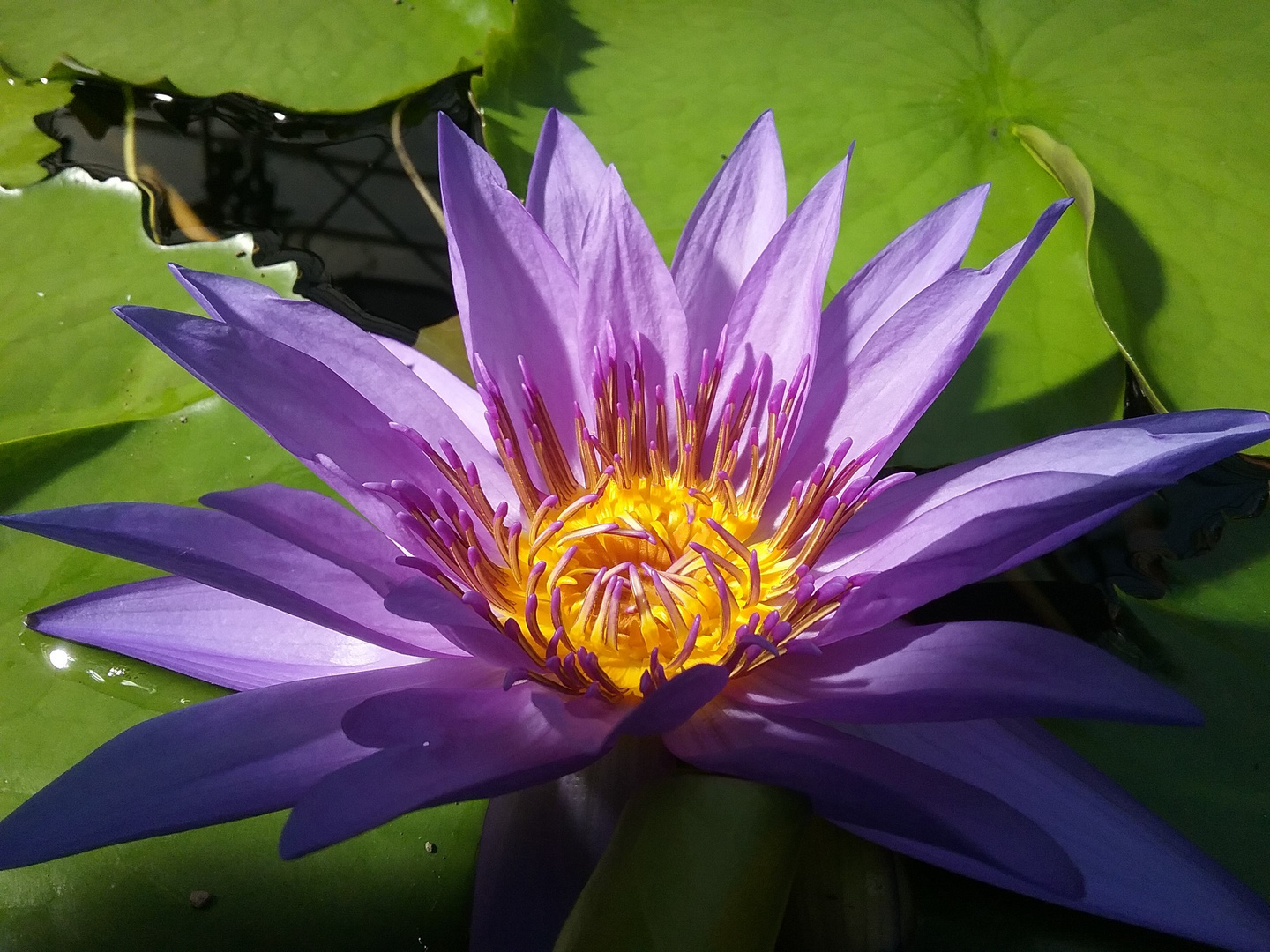 Nymphaea caerulea