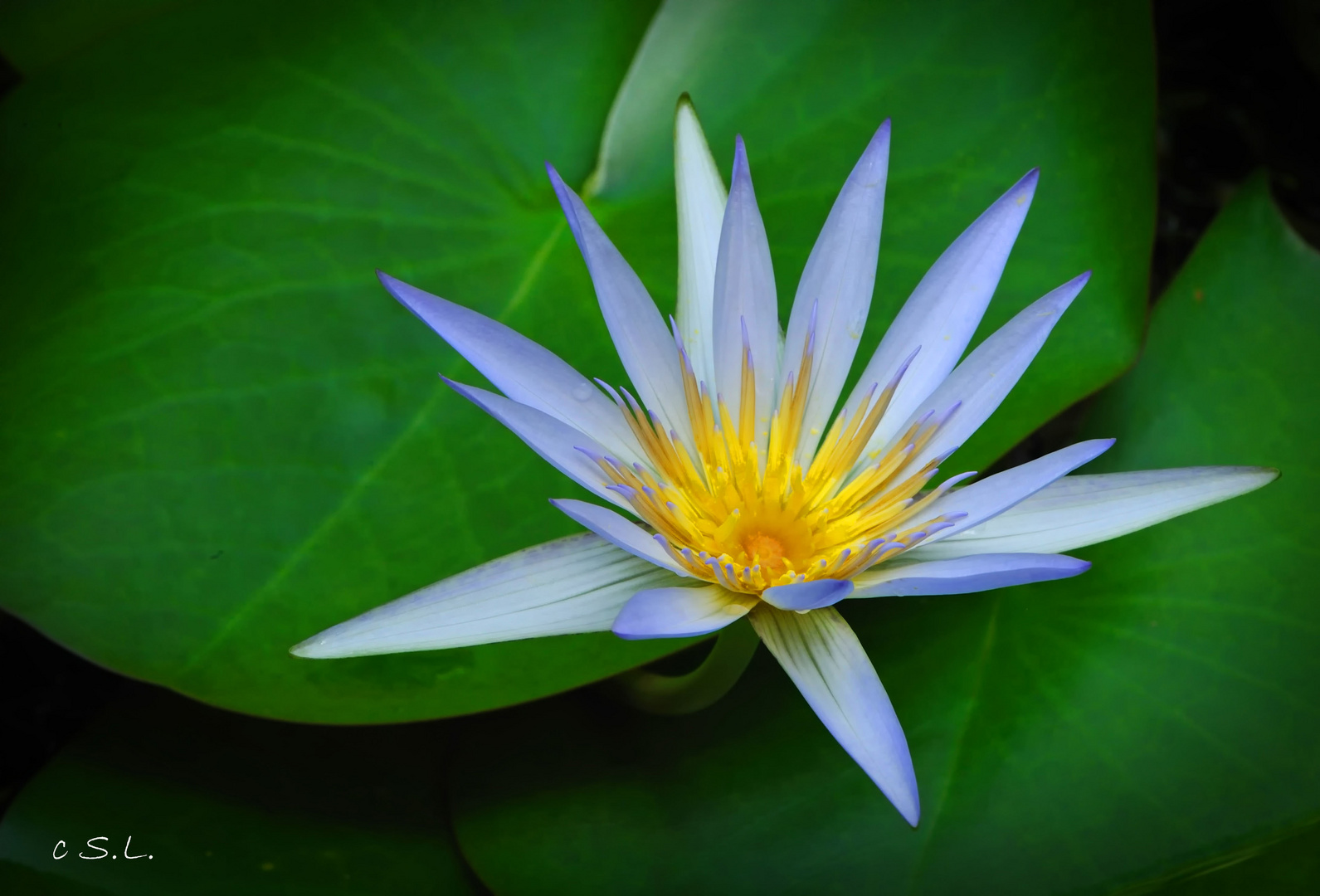 Nymphaea caerulea flower