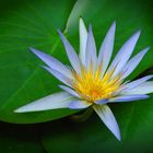 Nymphaea caerulea flower