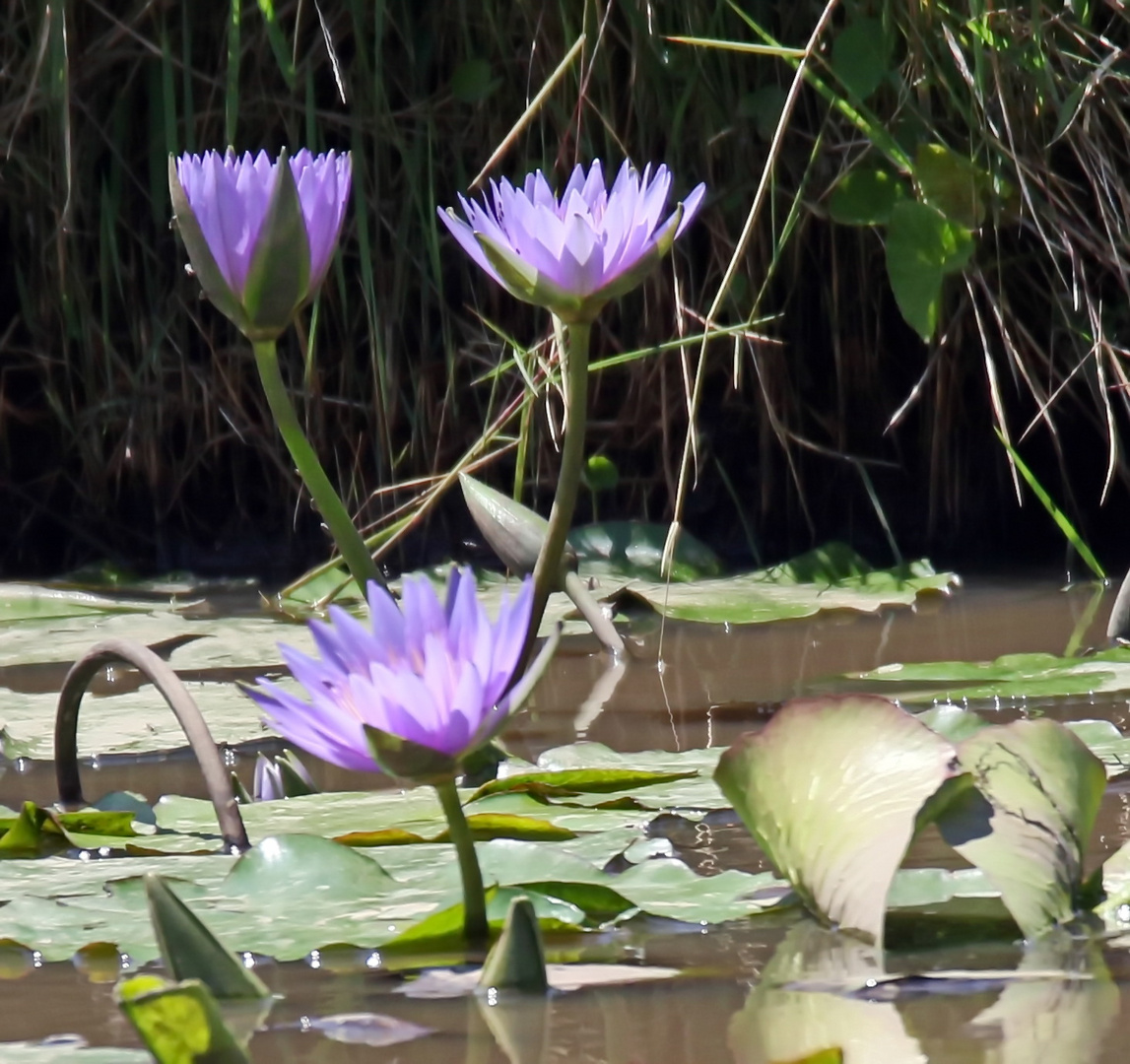 Nymphaea caerulea,Blauer Lotus