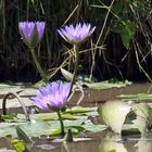 Nymphaea caerulea,Blauer Lotus