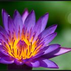 Nymphaea capensis