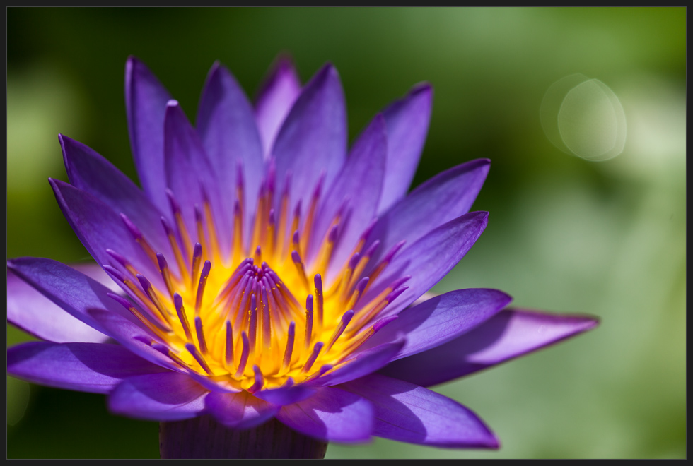 Nymphaea capensis