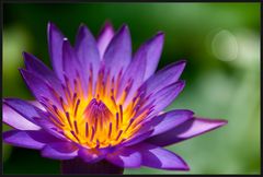 Nymphaea capensis