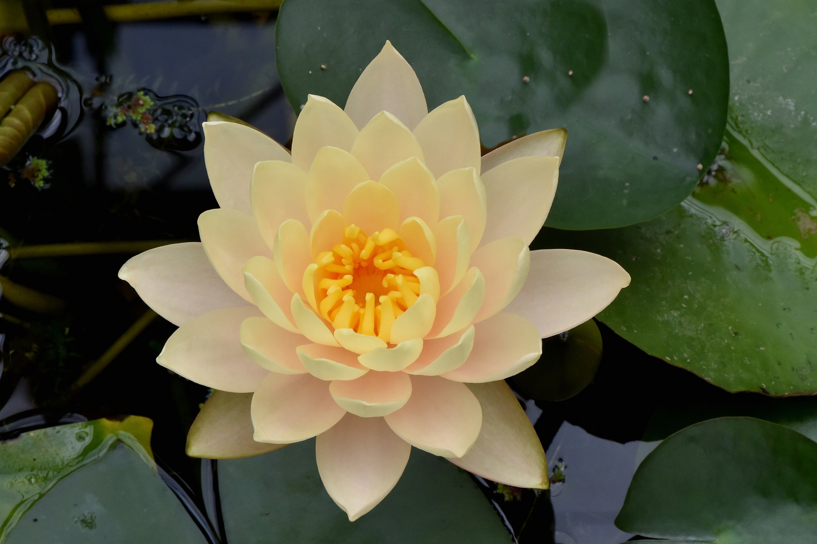 Nymphaea 'Clyde Ikins'