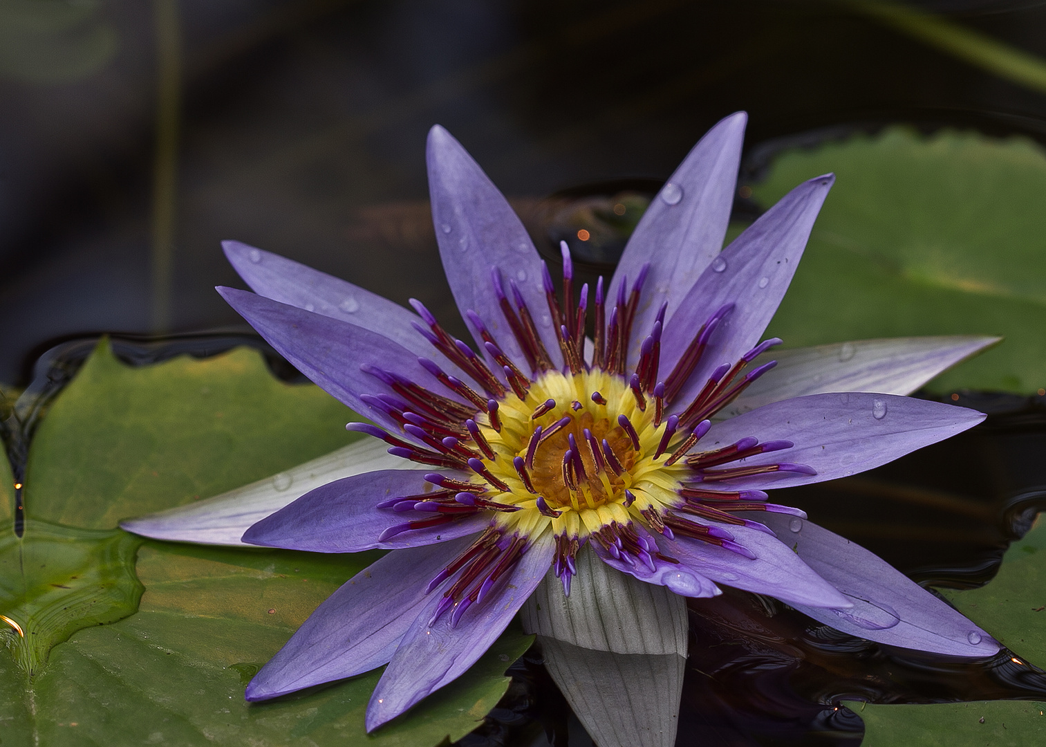 Nymphaea colorata Munich