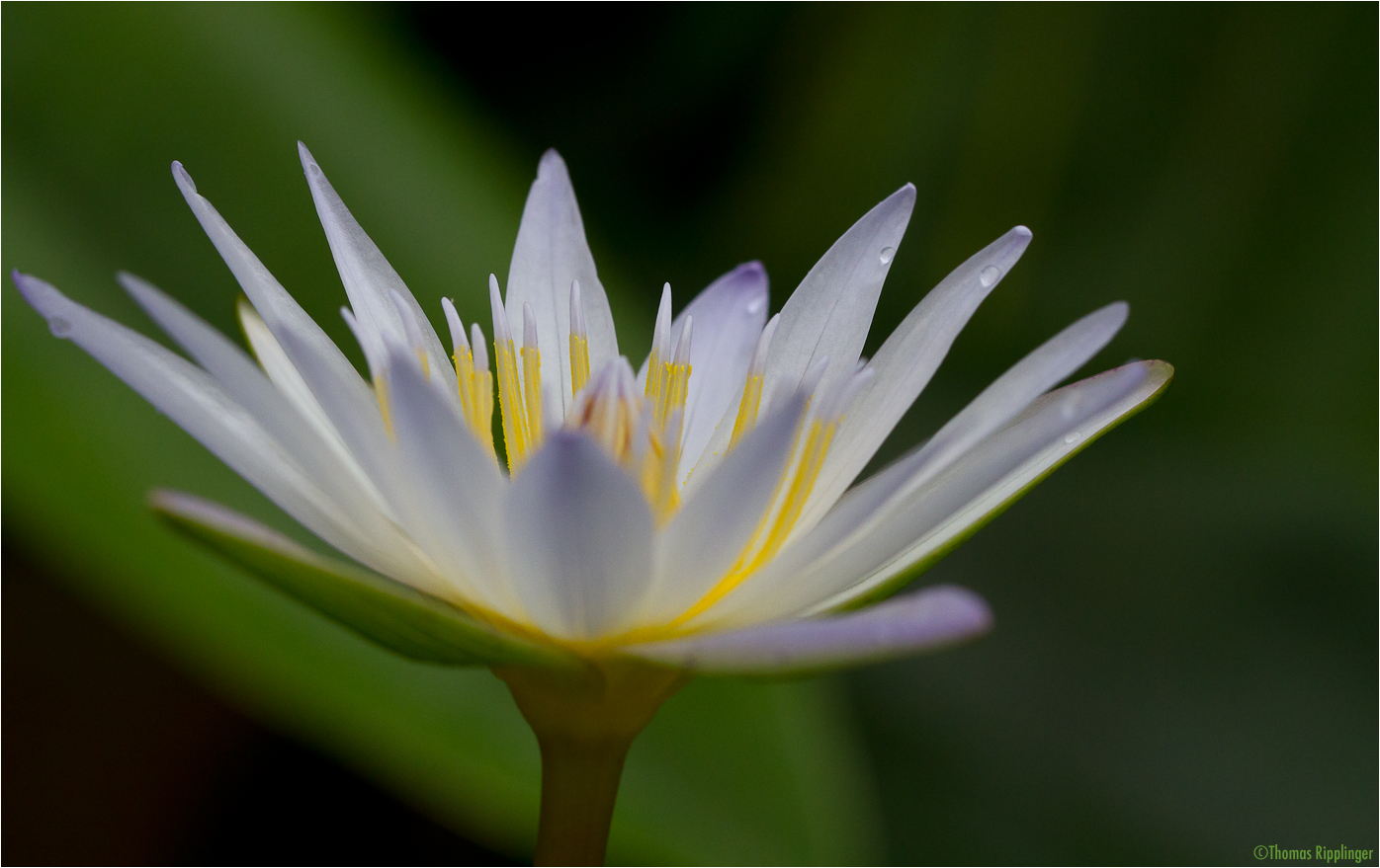 Nymphaea daubenyana - Daubenys Seerose....