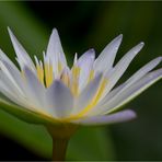 Nymphaea daubenyana - Daubenys Seerose....