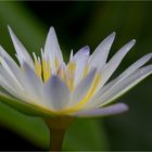 Nymphaea daubenyana - Daubenys Seerose....