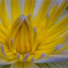 Nymphaea daubenyana - Daubenys Seerose.....