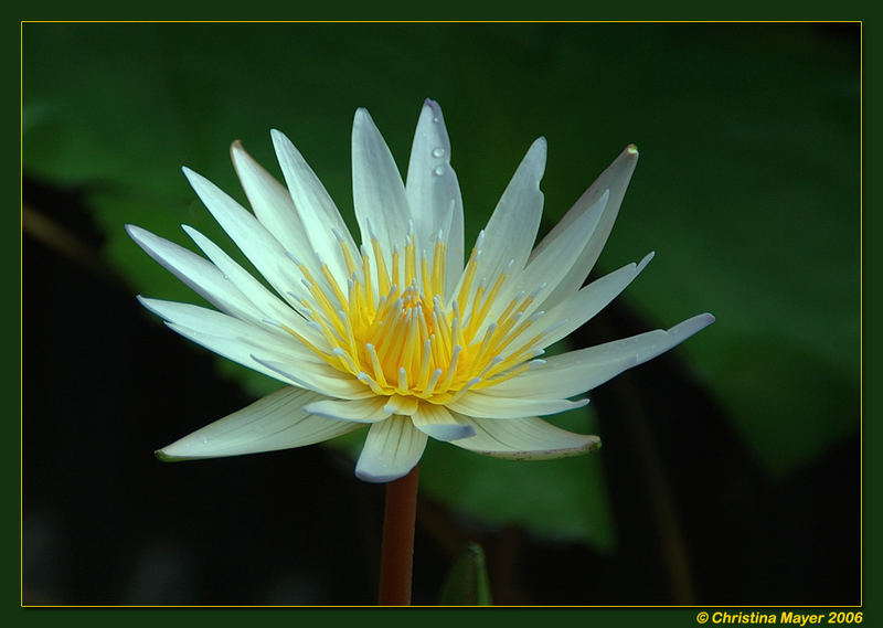 Nymphaea daubenyana