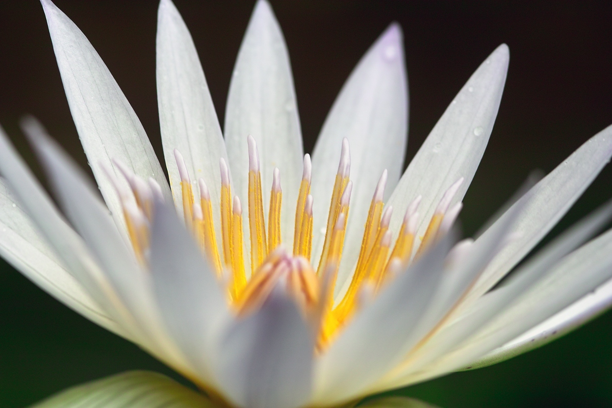 Nymphaea daubenyana II