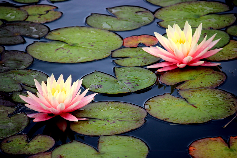 Nymphaea