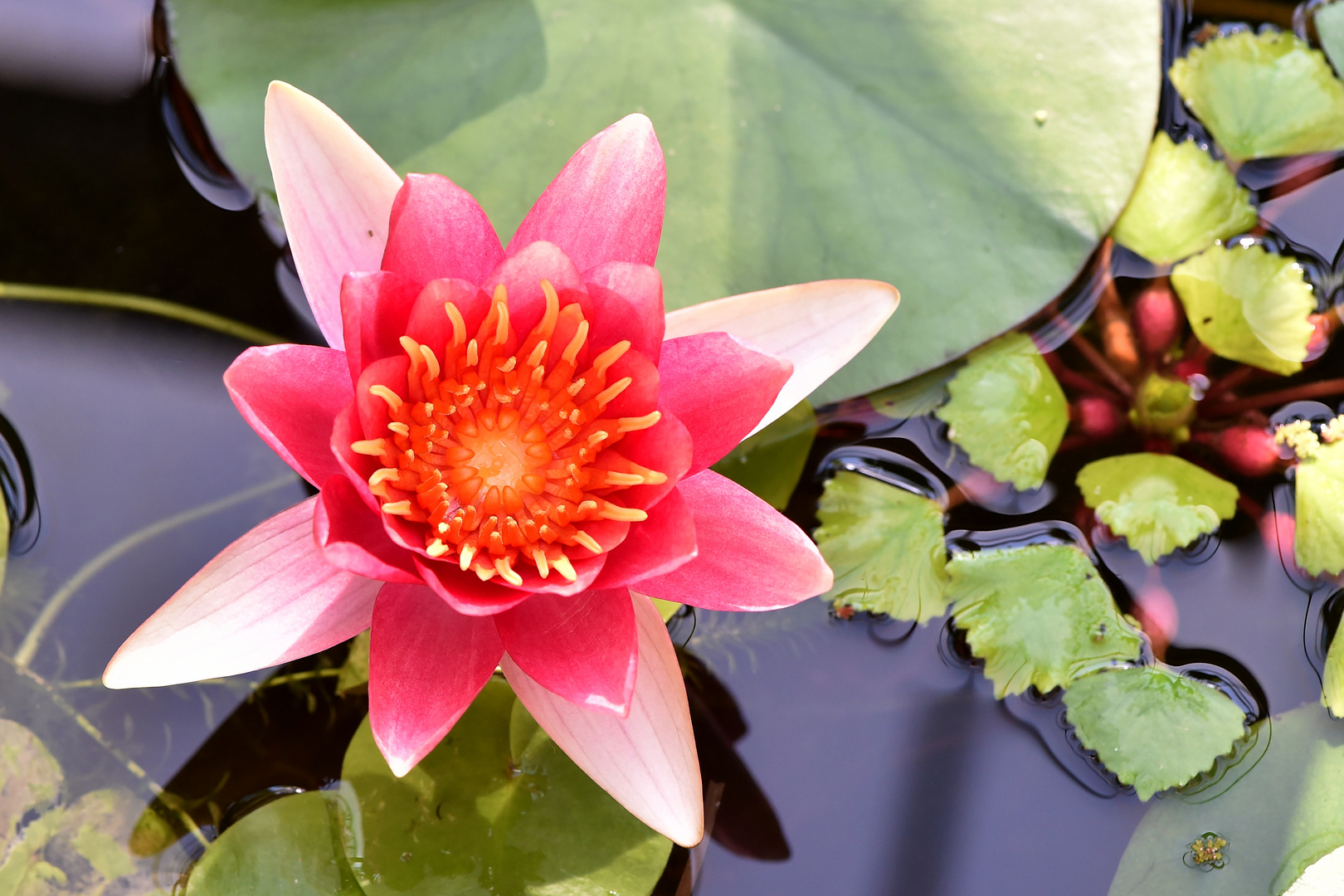 Nymphaea "Escarboucle"