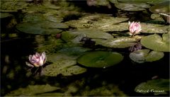 nymphaea 'Fabiola' (2)