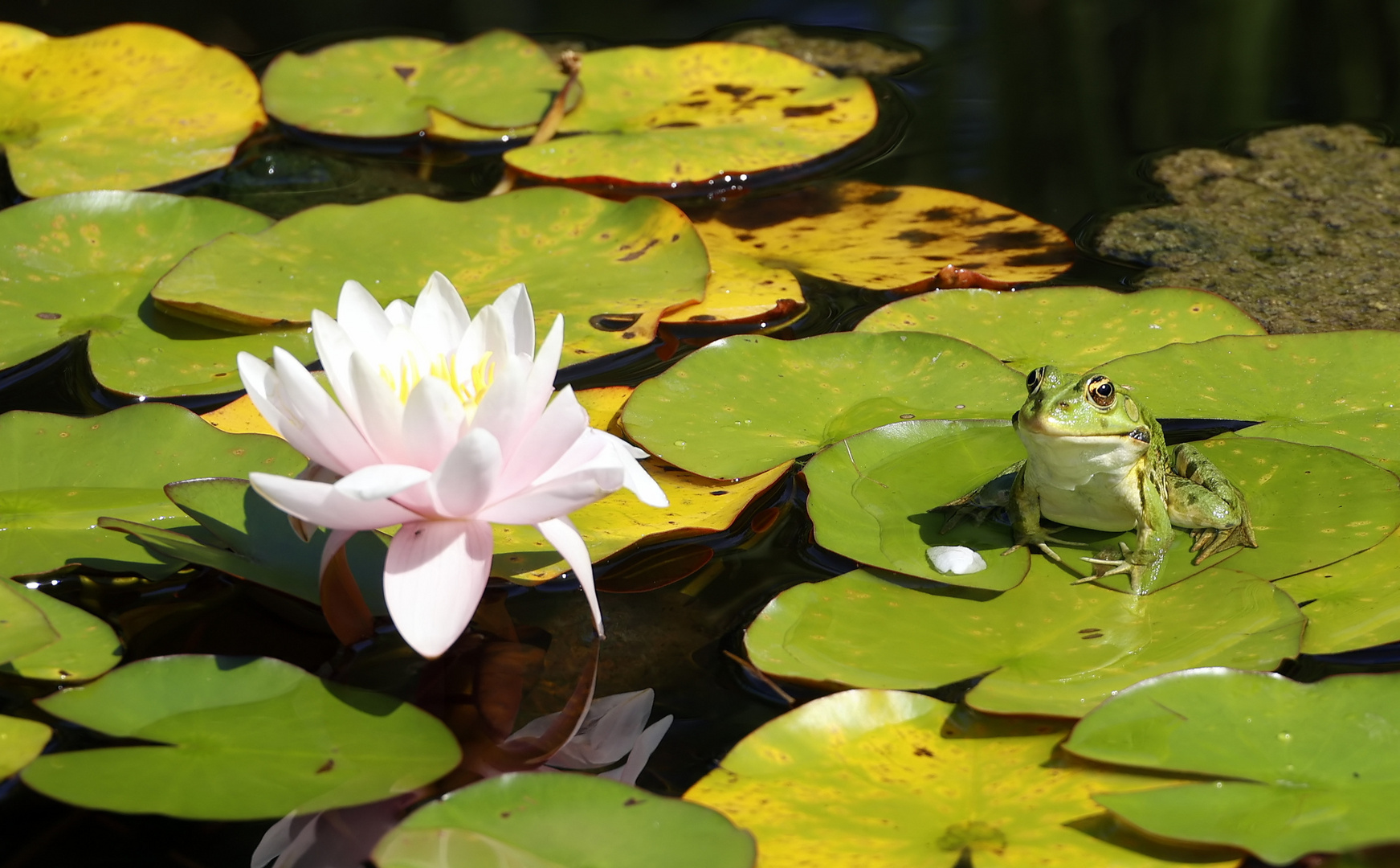 Nymphaea 'Fabiola' ? + Pelophylax kl. esculentus?