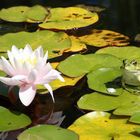 Nymphaea 'Fabiola' ? + Pelophylax kl. esculentus?