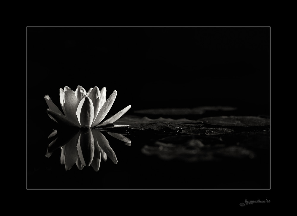 Nymphaea- fine art