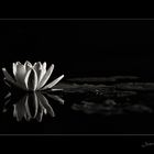 Nymphaea- fine art