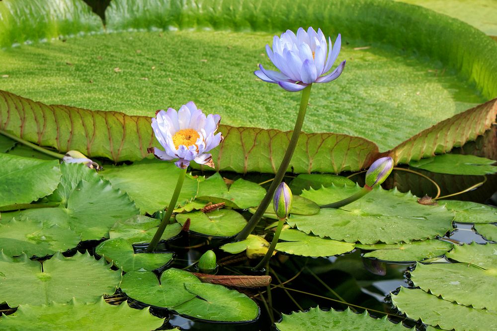 Nymphaea gigantea...