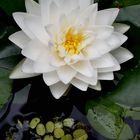 Nymphaea `Gonnere`