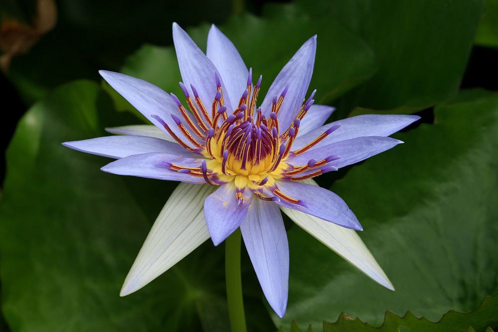 Nymphaea heudelotii