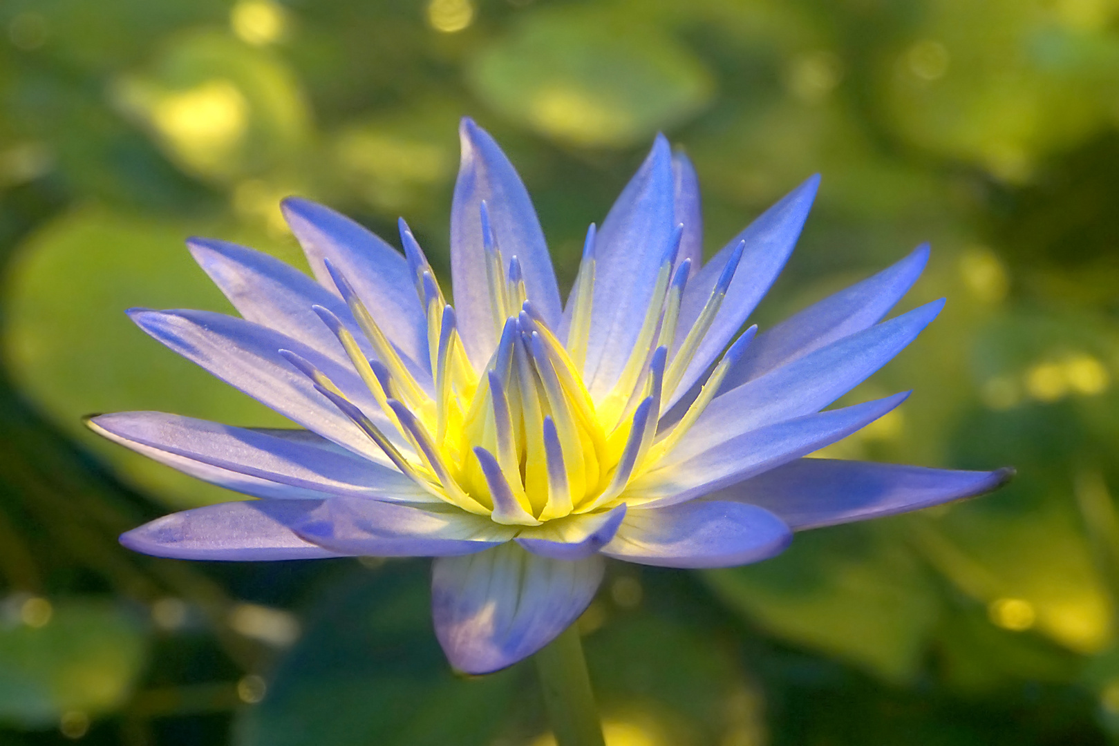 Nymphaea heudelotii