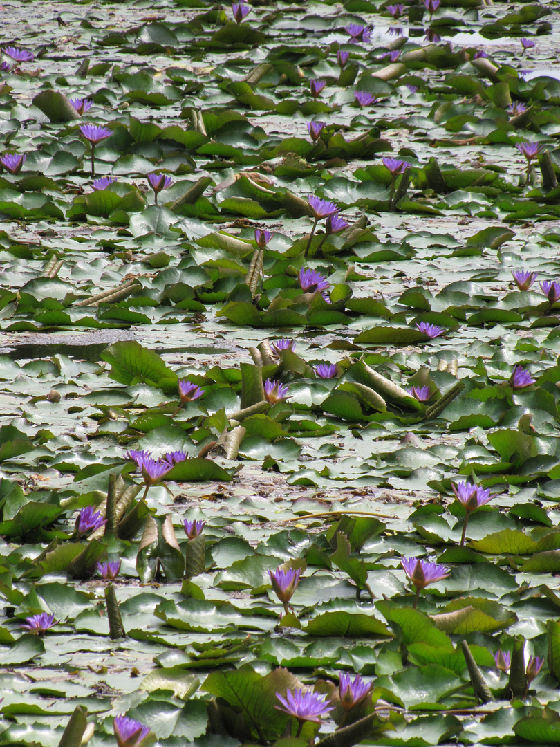 Nymphaea Héviz 1