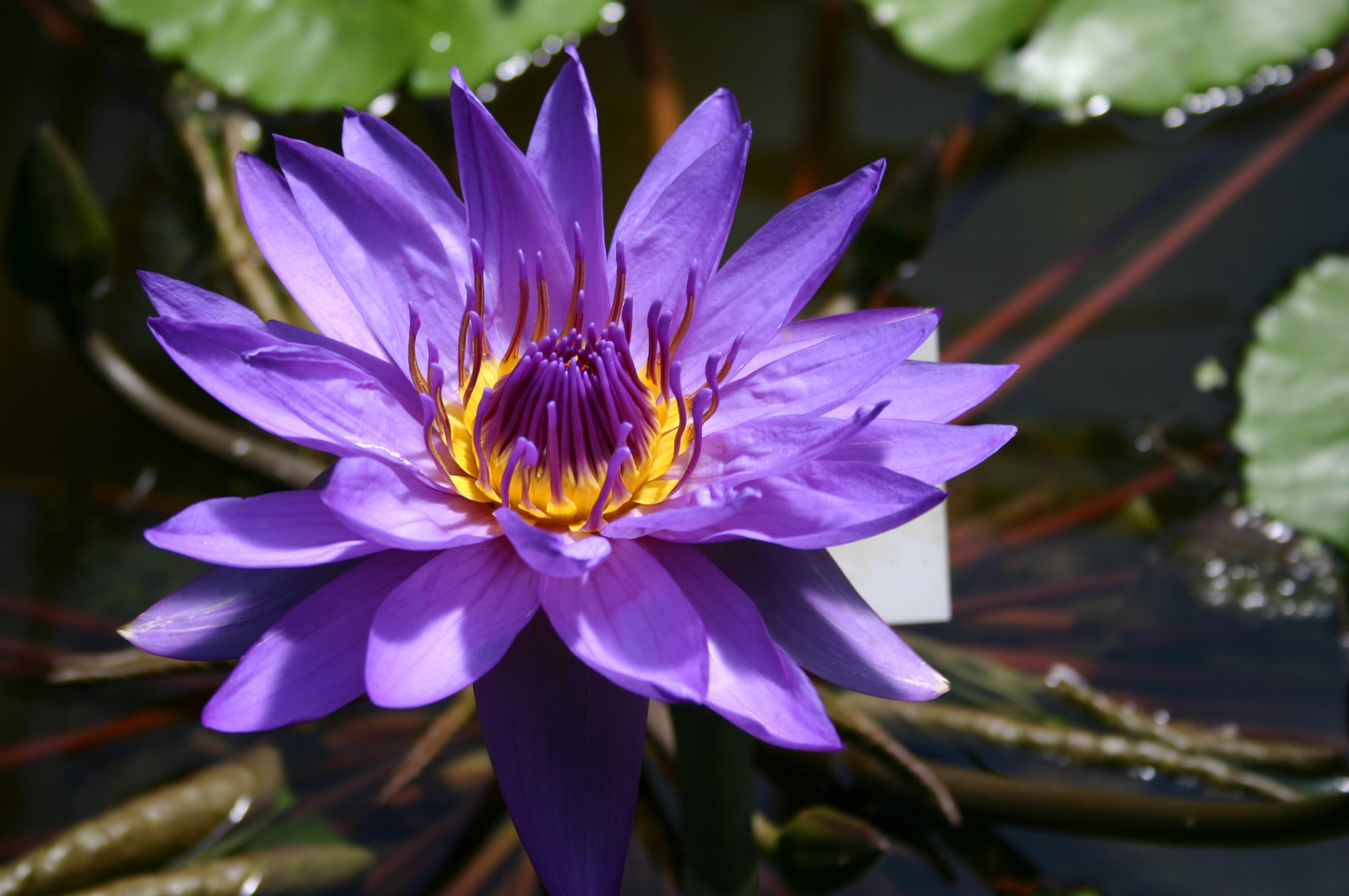 Nymphaea-Hybride "Director G. T. Moore"