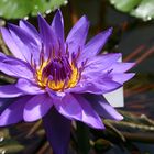 Nymphaea-Hybride "Director G. T. Moore"