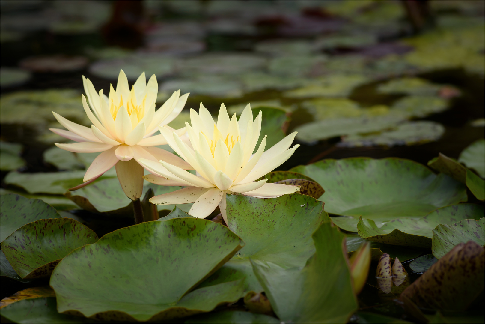 Nymphaea in gelb (I)