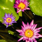 Nymphaea in KOH SAMUI 1