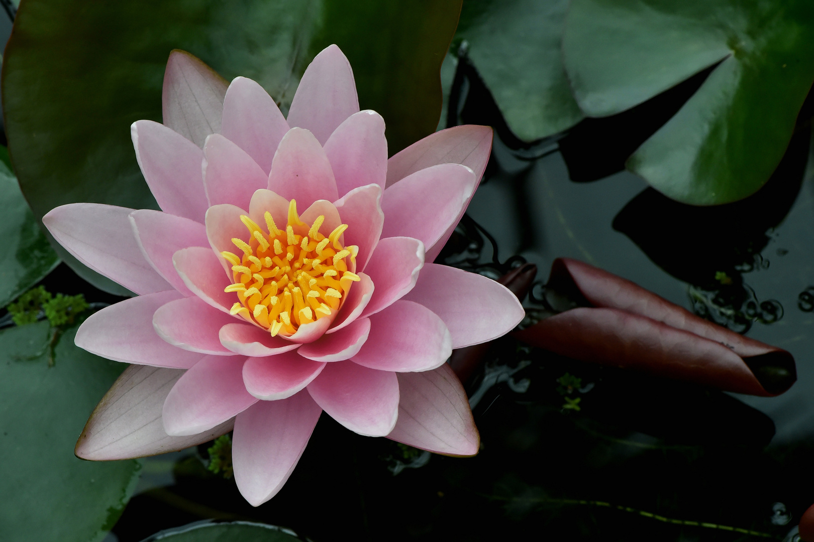 Nymphaea 'Karl Epple'