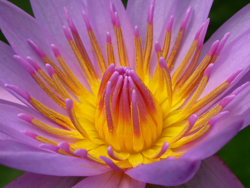 Nymphaea lotus