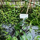 Nymphaea lotus