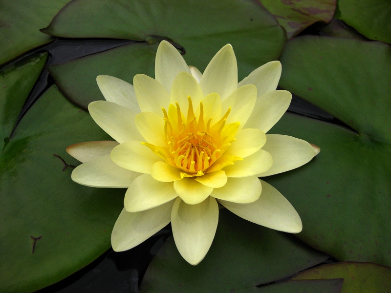 Nymphaea 'Marliacea Chromatella'