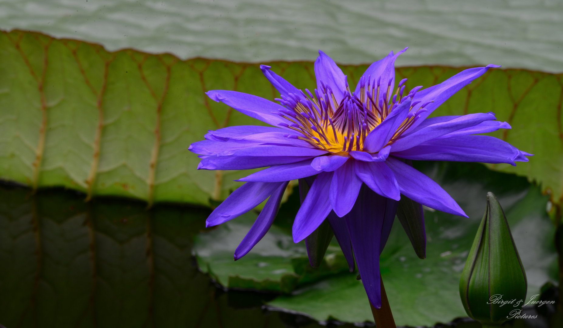 Nymphaea Out of the Blue