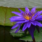 Nymphaea Out of the Blue
