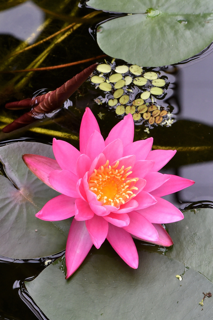 Nymphaea `Perry`s Fire Opal`