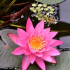 Nymphaea `Perry`s Fire Opal`