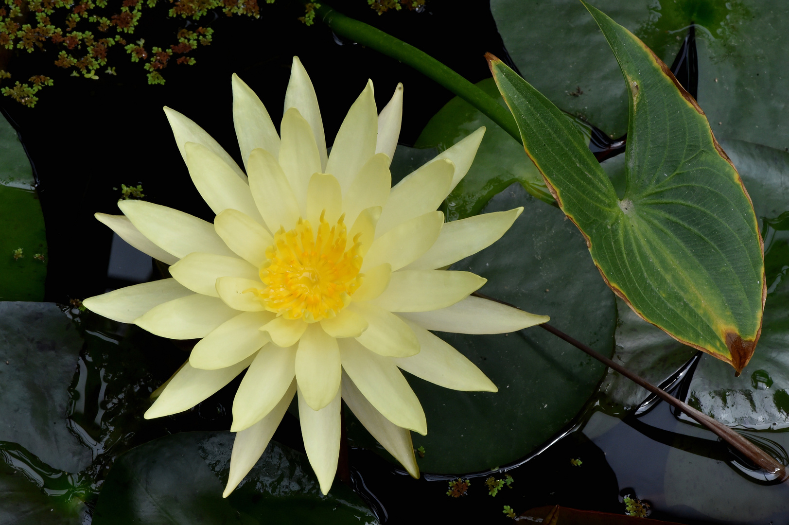 Nymphaea 'Pinwaree'