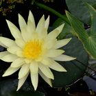 Nymphaea 'Pinwaree'