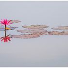 nymphaea pubescens......