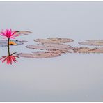 nymphaea pubescens......