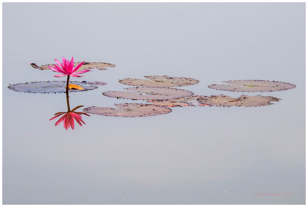 nymphaea pubescens......