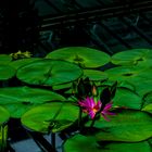 Nymphaea Rubra, Thai Lily