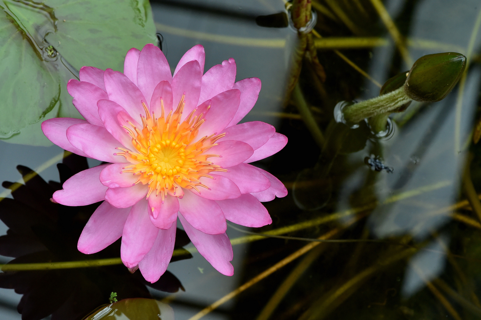 Nymphaea `Siam Pink 2`