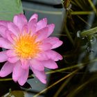 Nymphaea `Siam Pink 2`