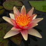 Nymphaea 'Sioux'